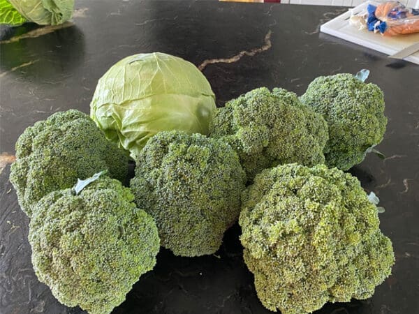 Fresh Vegetable